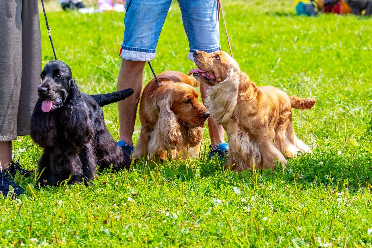 Socializacijos svarba šunims: jos įtaka augintinio gerovei