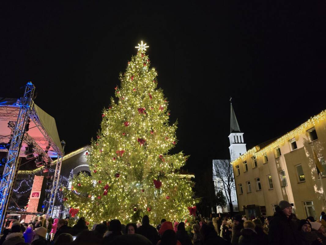 Gargždų Kalėdų eglė sutviks jau šį vakarą
