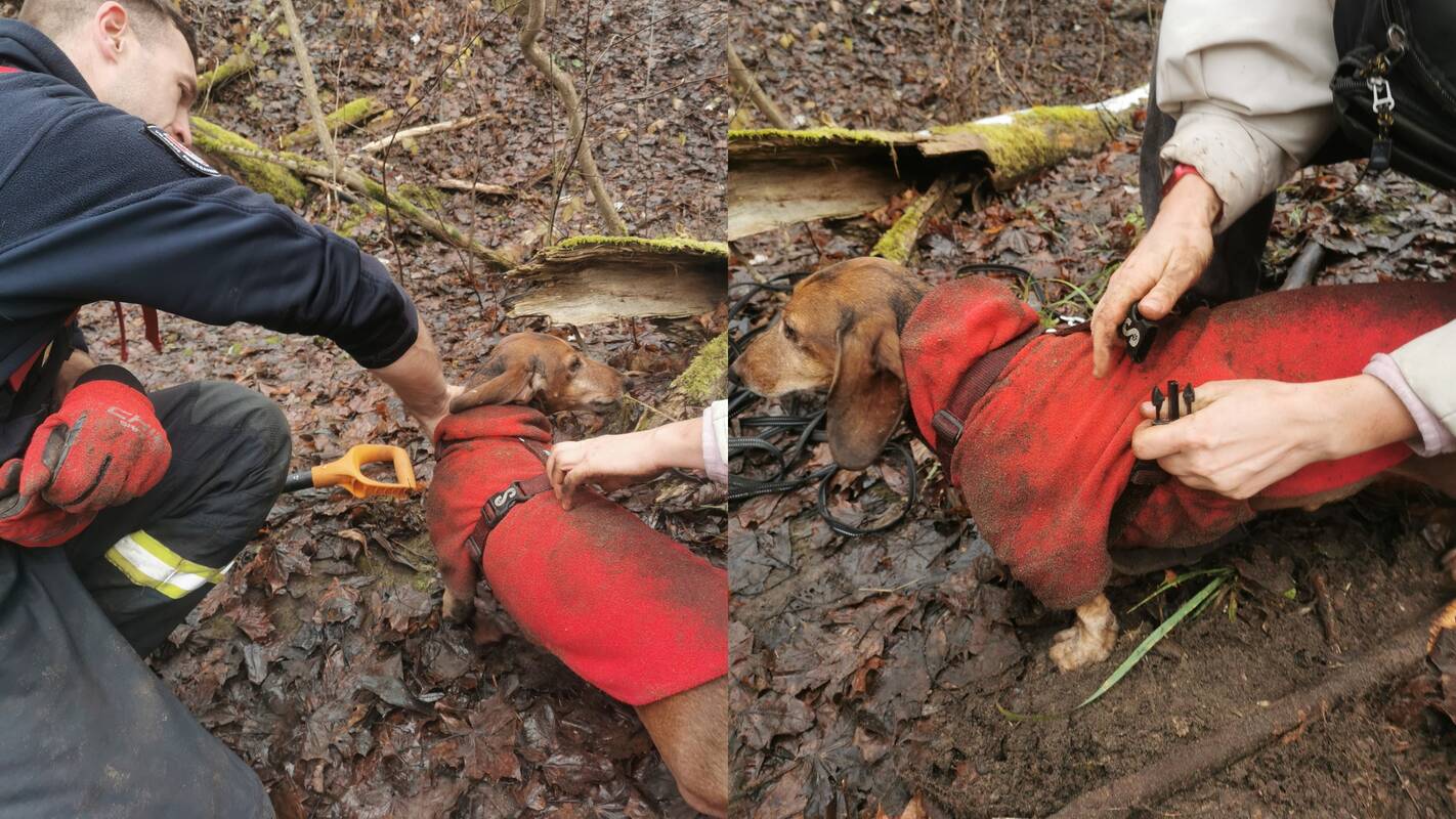 Šeimininkė savo šuns prie urvo laukė 40 minučių, o tada paskambino tarnyboms