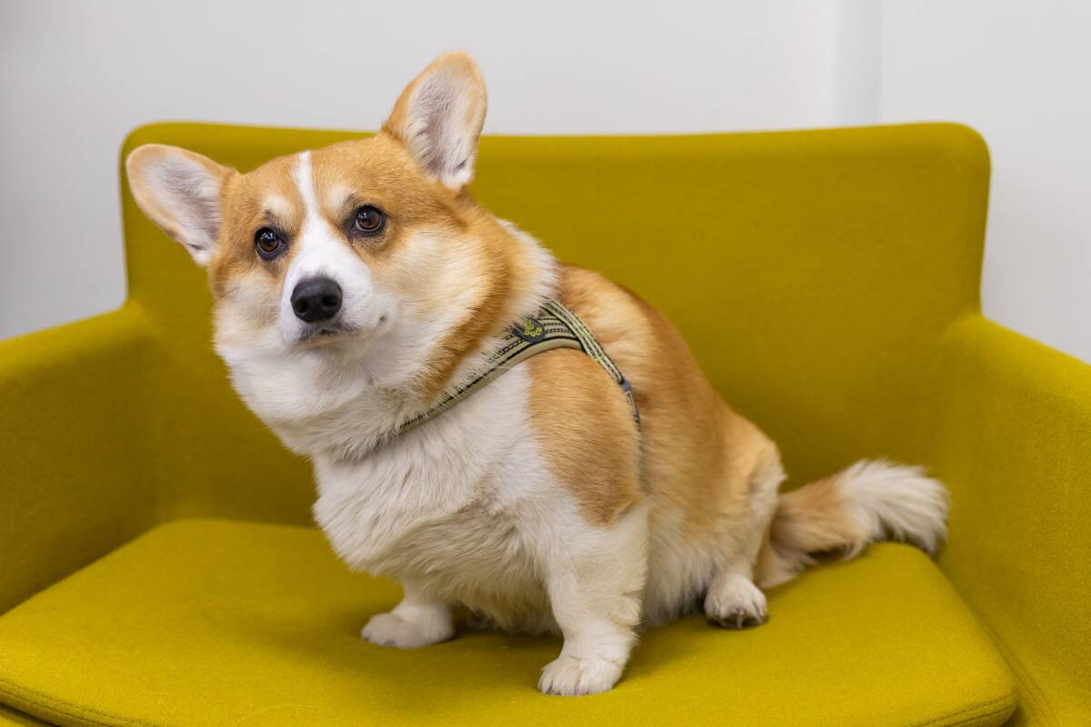 Vilnius kviečia saugoti keturkojų sveikatą ir atsisakyti fejerverkų