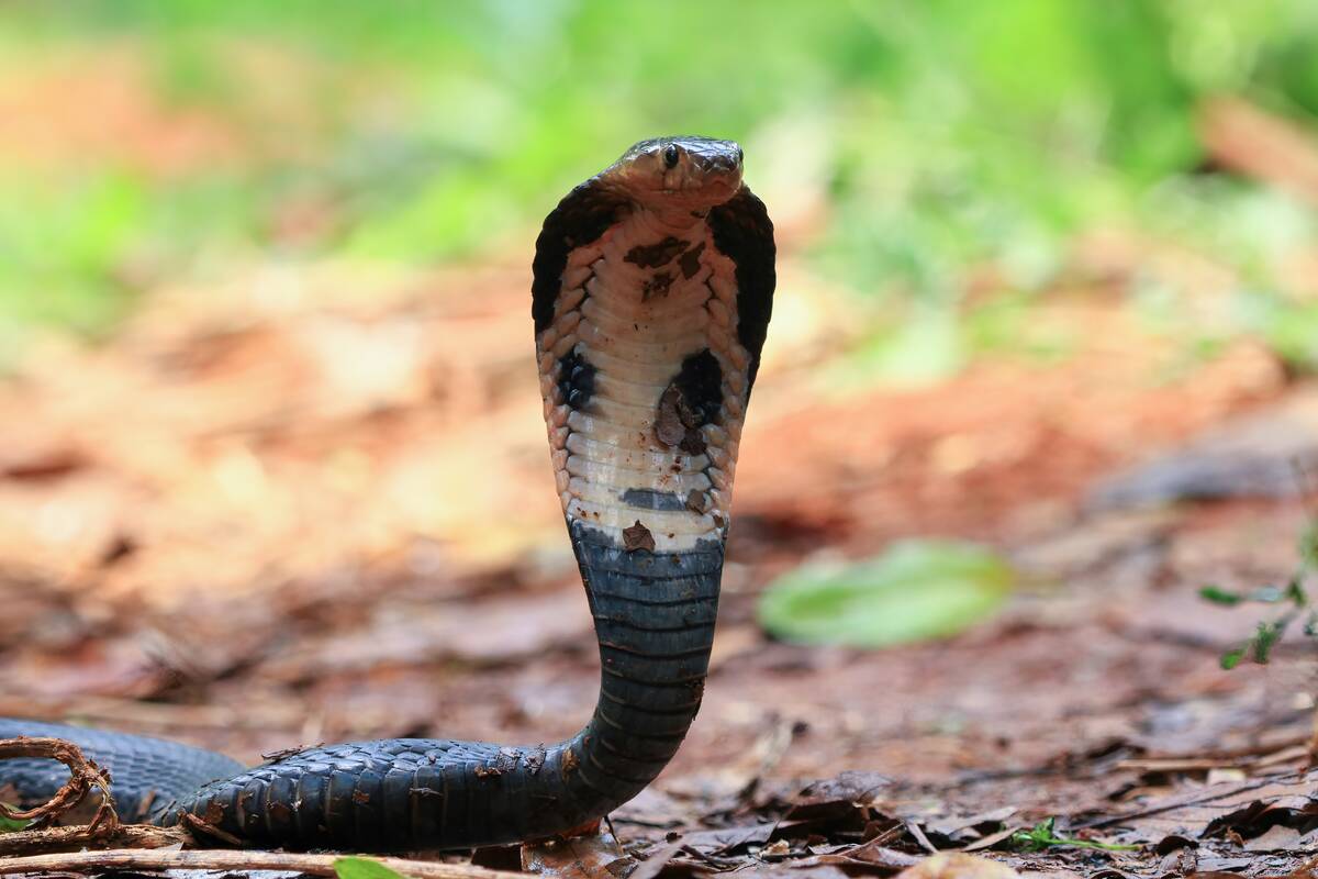 Tikras snaiperis: gyvūnas, spjaunantis nuodus neįtikėtinu tikslumu