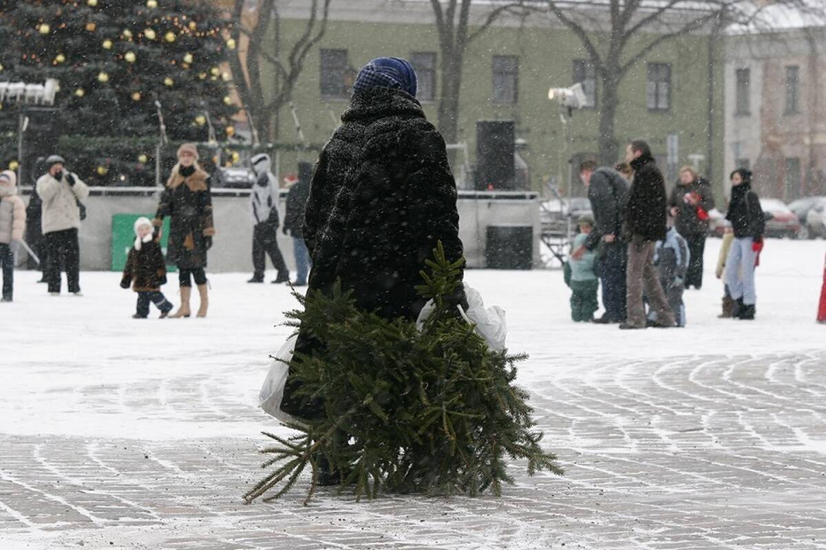 „Kauno švara“: prašome eglutes palikti be plastikinių maišų, vazonų ir kitų šiukšlių! 