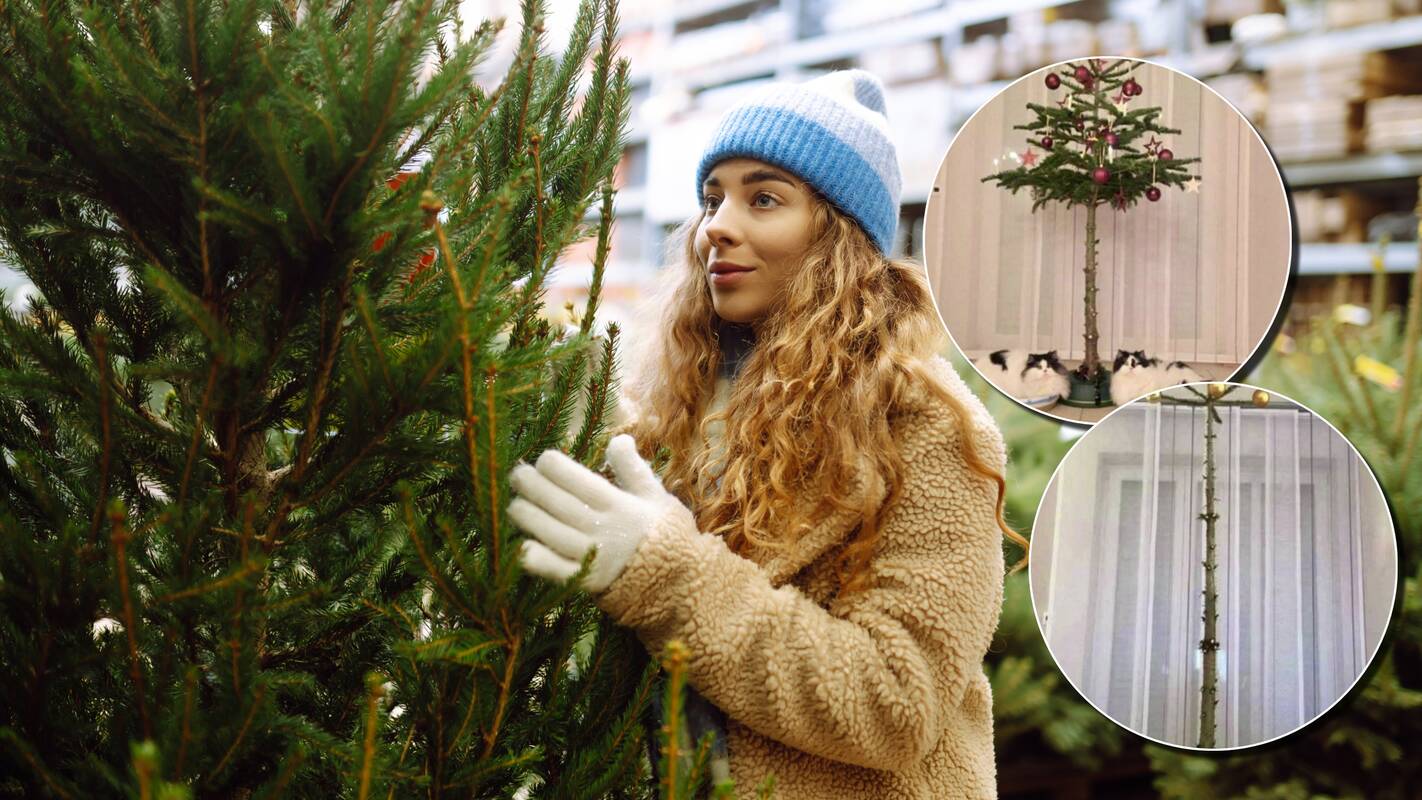 Keičiasi eglučių mados: perka net ir be spyglių