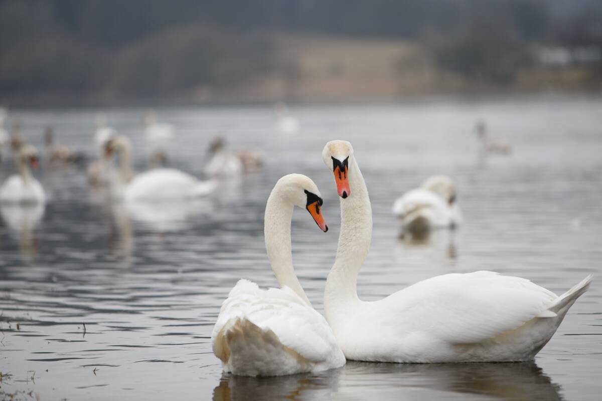 Laukinių gyvūnų globos centras šiemet suteikė pagalbą virš 2,5 tūkst. sužeistų gyvūnų