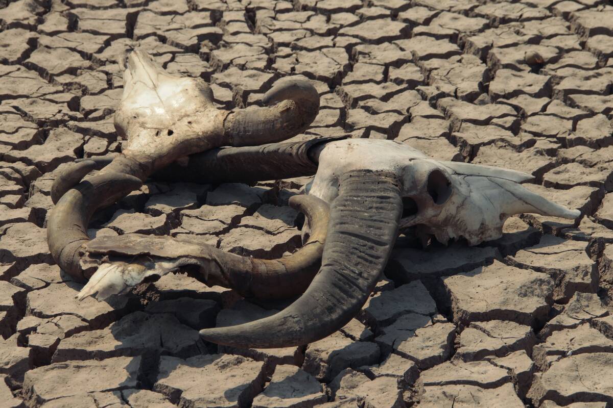 Mokslininkai skelbia niūrią prognozę: žmonijai gresia išnykimas