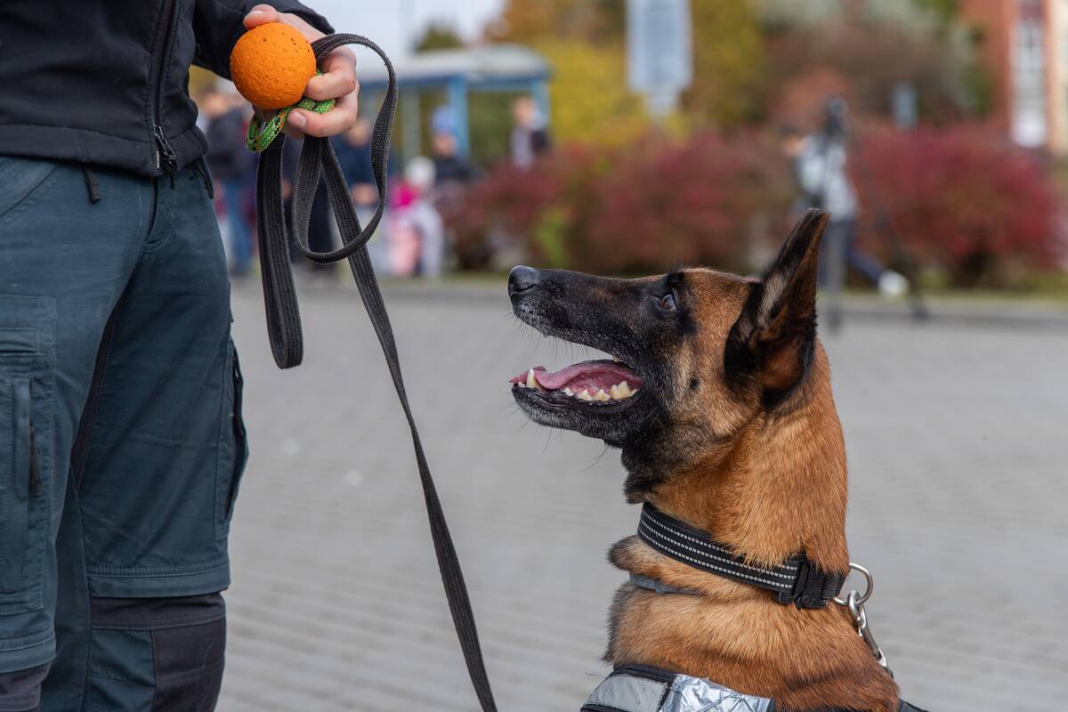 Pavojinga: Domeikavoje belgų aviganis ne pirmą kartą užpuola praeivius.