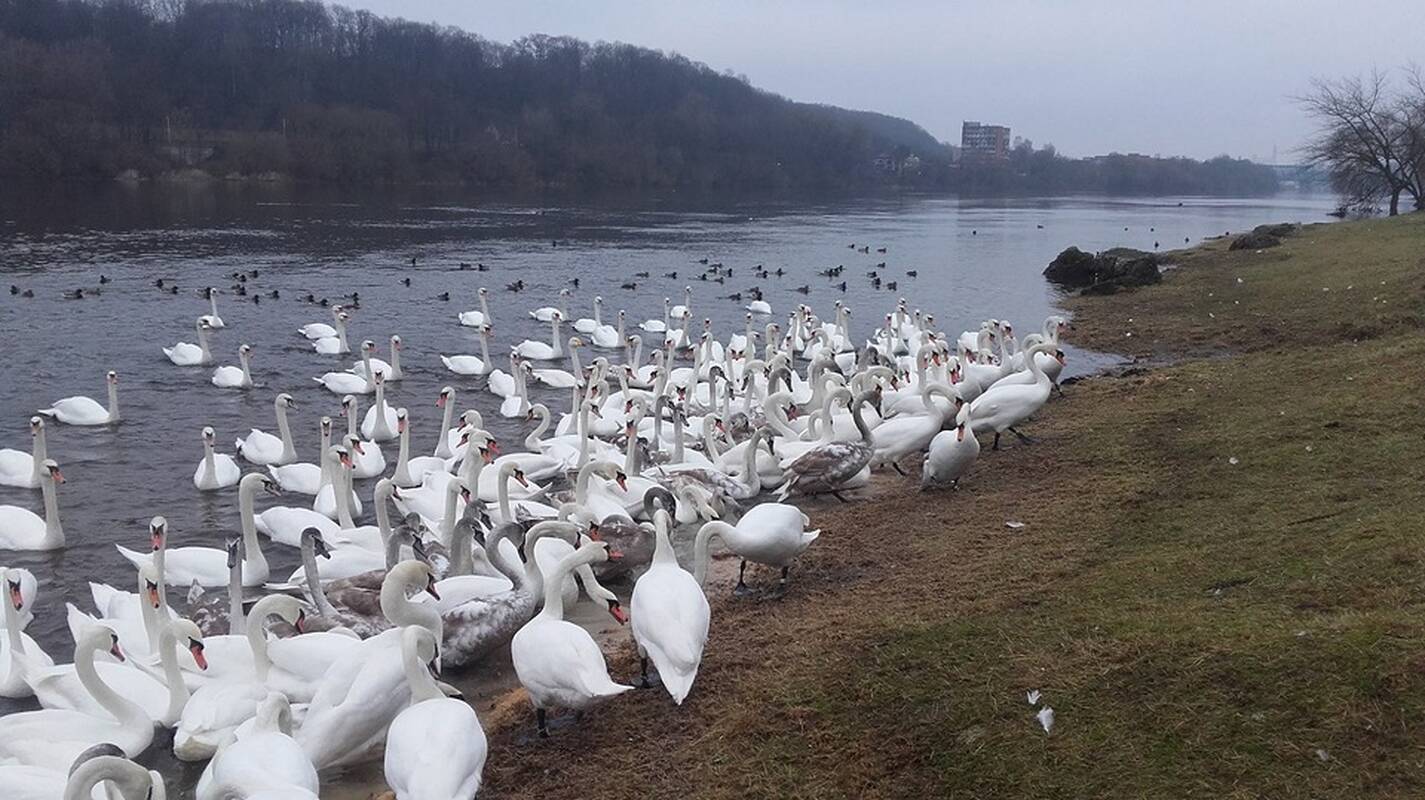 Laukinėms gulbėms patvirtintas paukščių gripas