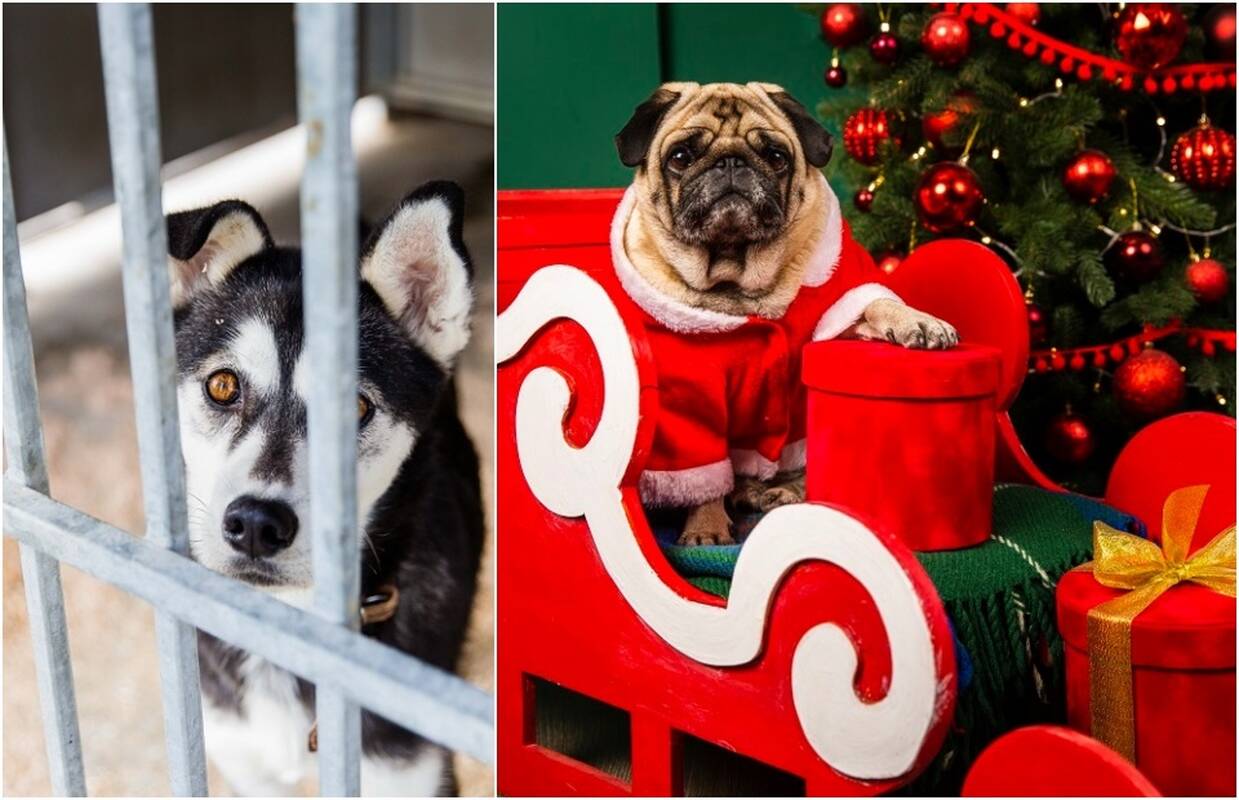 Gyvūnas – ne dovana: neapgalvoti sprendimai pildo prieglaudas