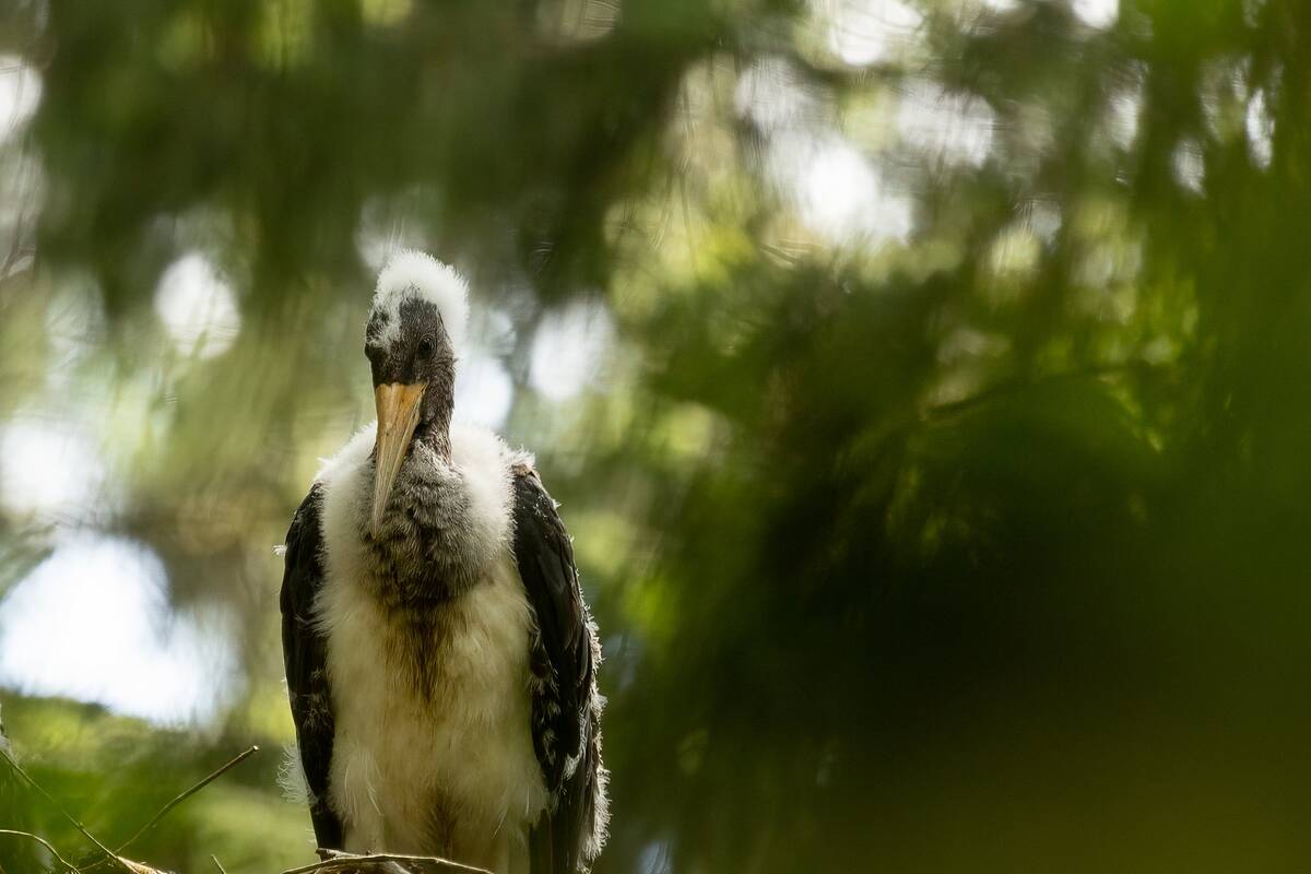 Ataskaita atskleidė, kurių paukščių Lietuvoje drastiškai sumažėjo