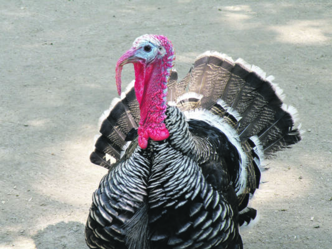 Tradicija: kalakutas šventiniam stalui kasmet yra vienas populiariausių pasirinkimų.