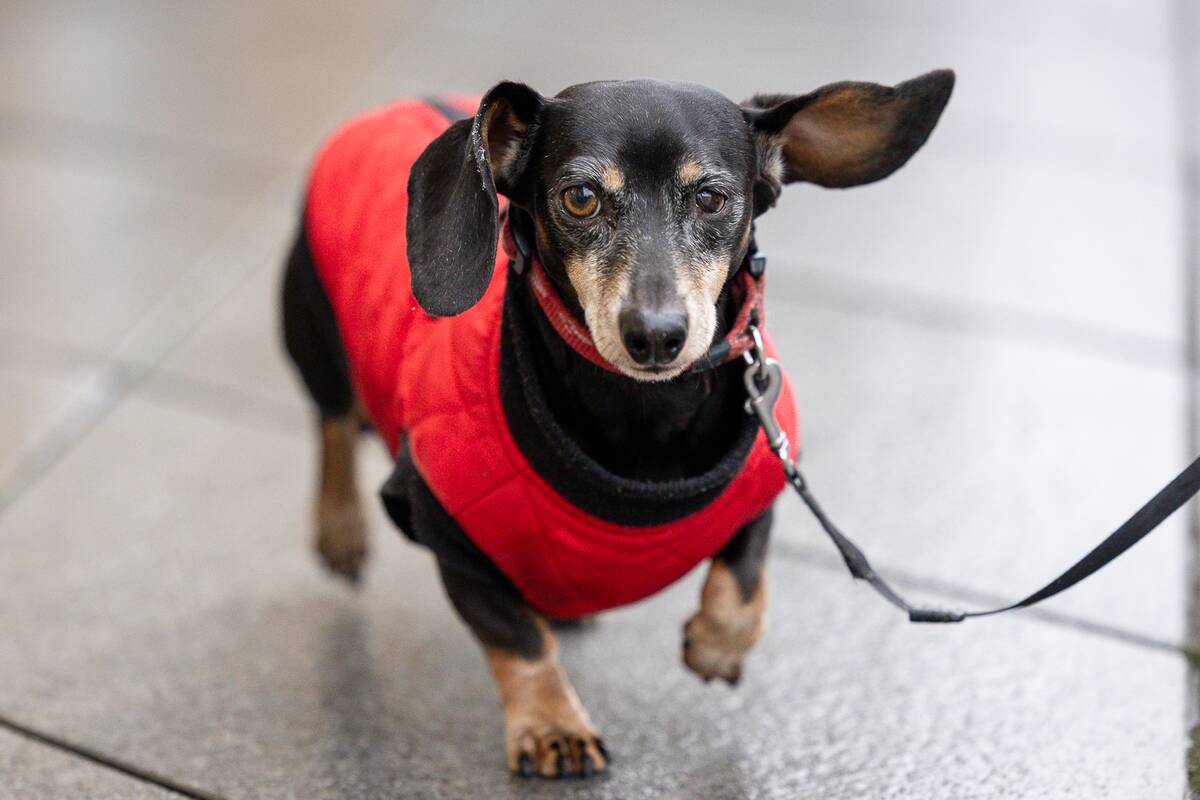 Kauniečių diena (2025-12-04)