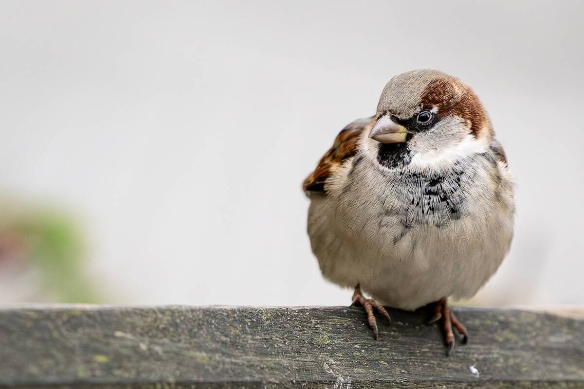 Dienos horoskopas 12 Zodiako ženklų (gruodžio 9 d.)