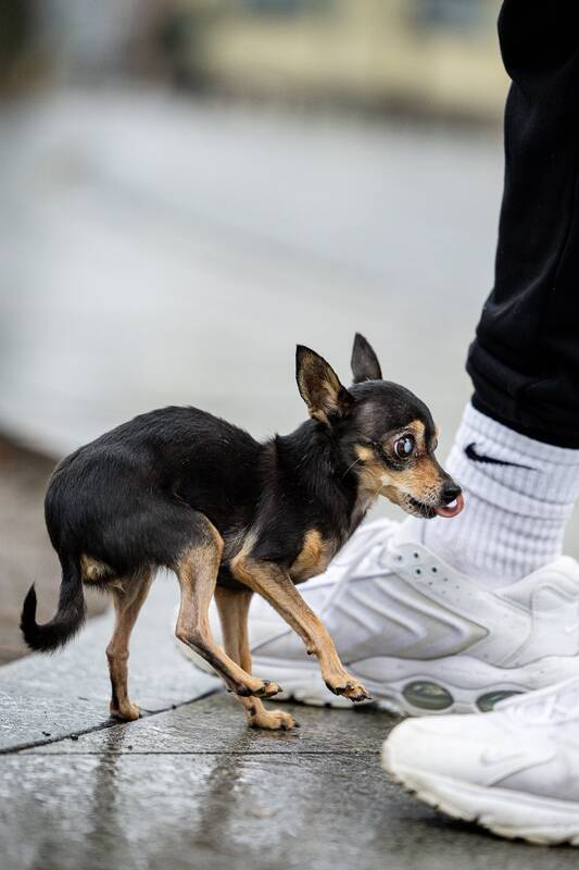 Kauniečių diena (2025-12-10)