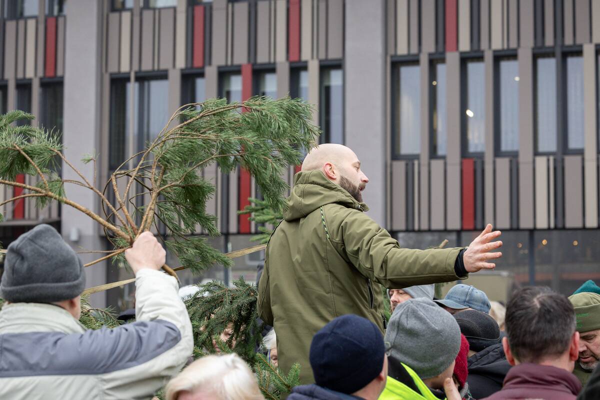 Eglių šakų dalijimo akcija Kaune