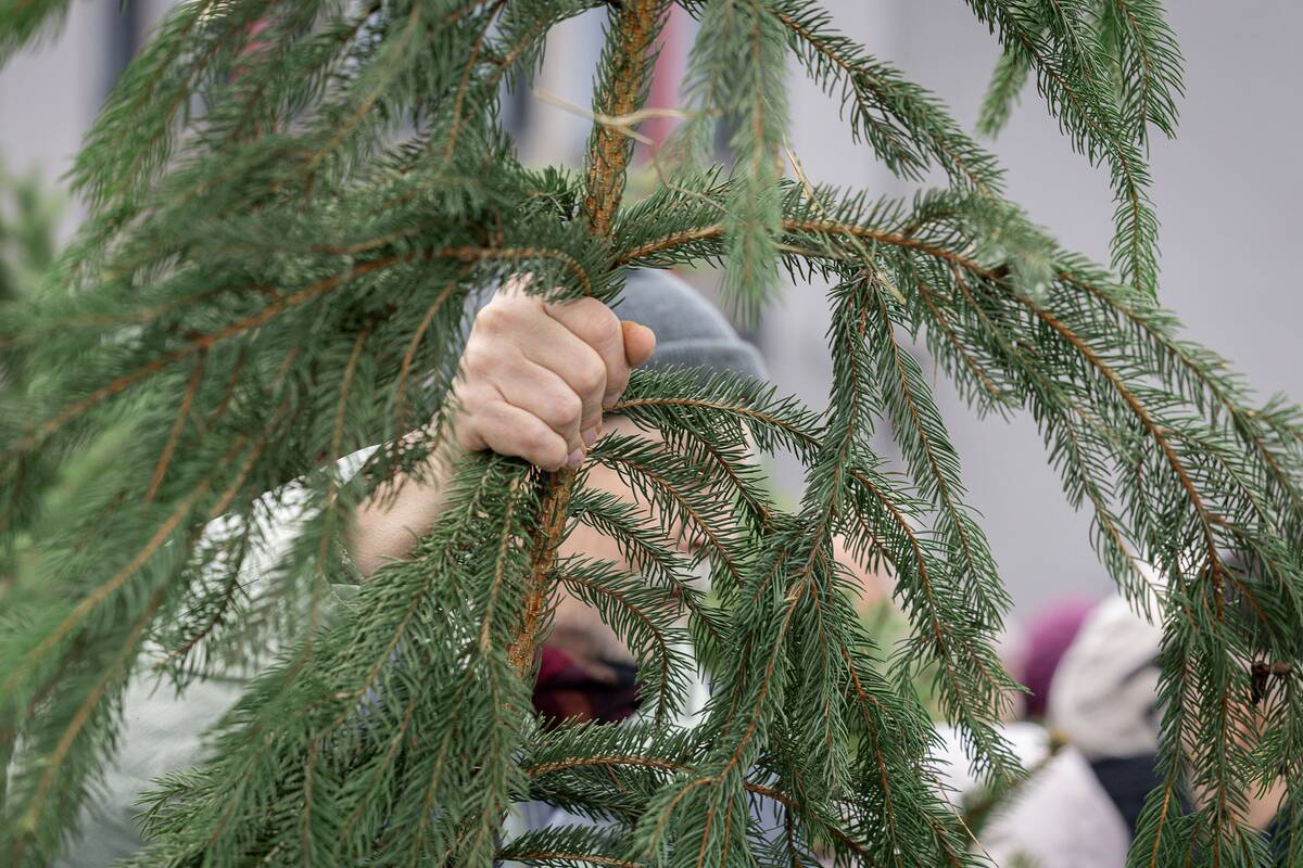 Eglių šakų dalijimo akcija Kaune