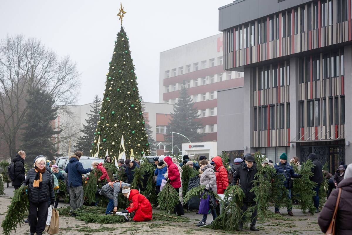 Eglių šakų dalijimo akcija Kaune