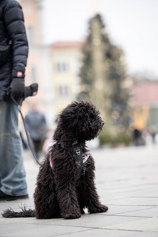 Kalėdinė kauniečių diena