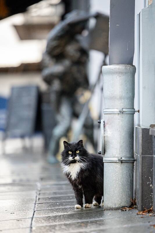 Kauniečių diena (2025-12-29)