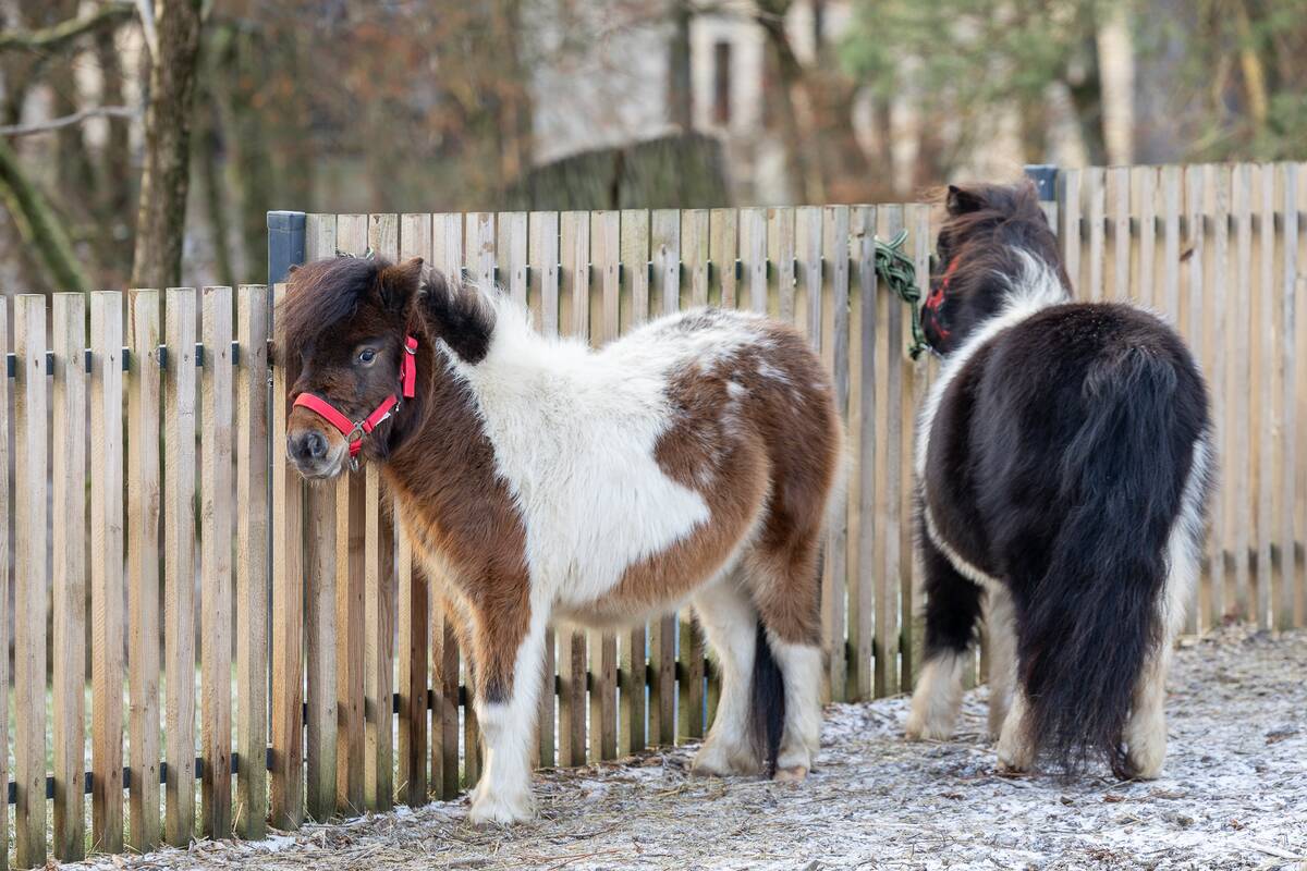 Lietuvos zoologijos sode –2026 metų pranašystė