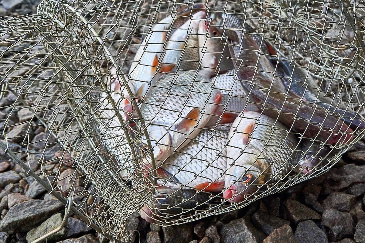 Už neteisėtą žvejybą brakonieriams – griežtesnės baudos