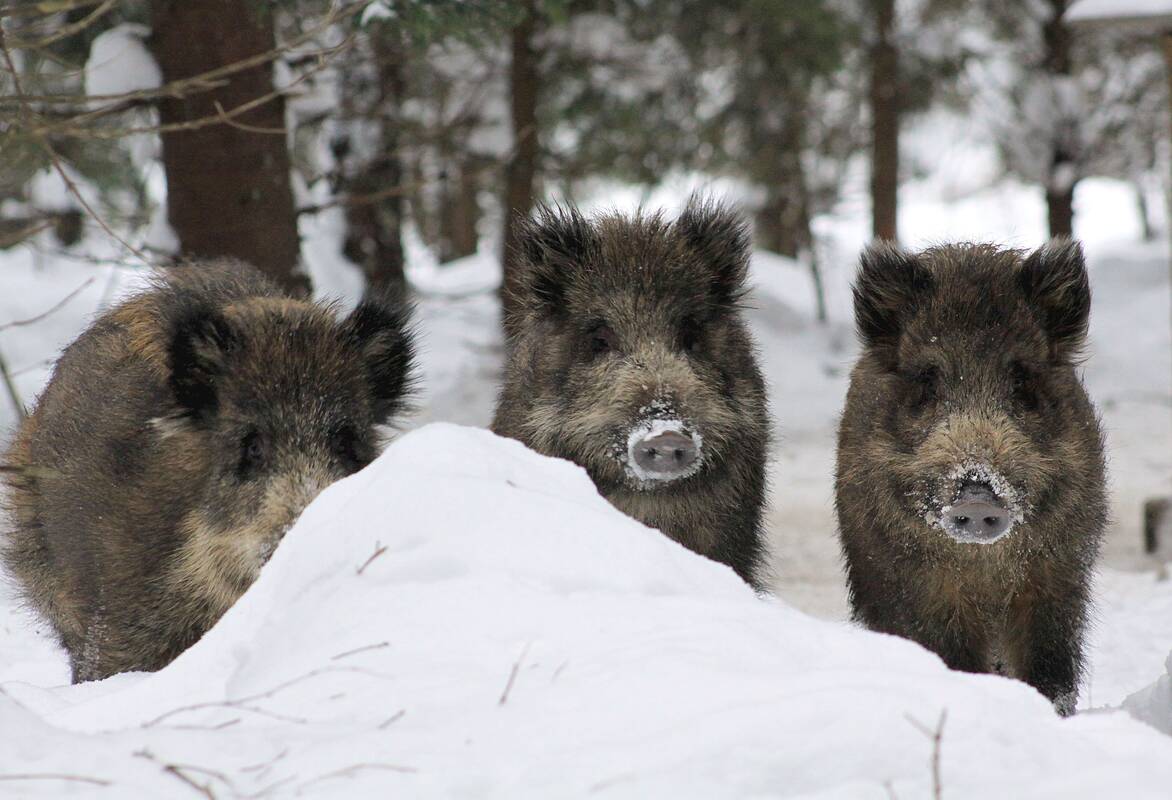 Gamta: miško gyvūnai sugeba išgyventi ir šalčiausią žiemą.