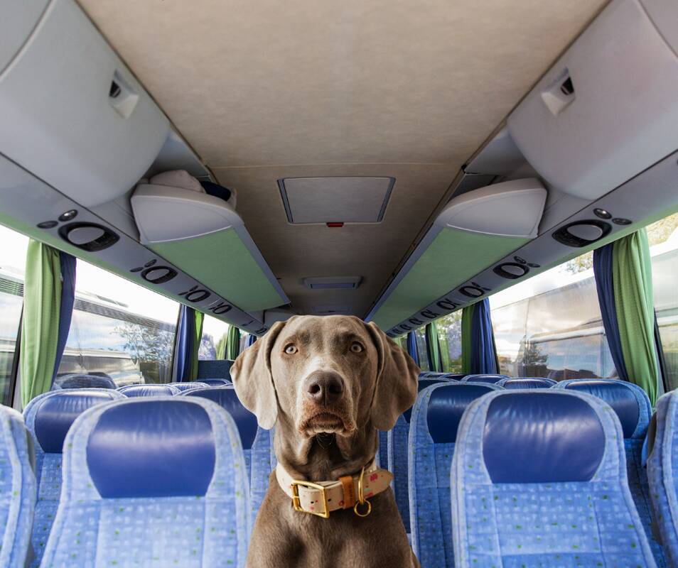 Kompanija: į keliones tarpmiestiniais autobusais vis dažniau leidžiasi žmonės su šunimis, katėmis, mat nenori palikti jų vienų namuose.