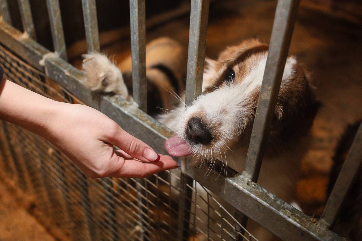 Gyvūnų prieglaudos: aukojimas per didžiąsias šventes suaktyvėja, bet išsilaikoma iš GPM paramos