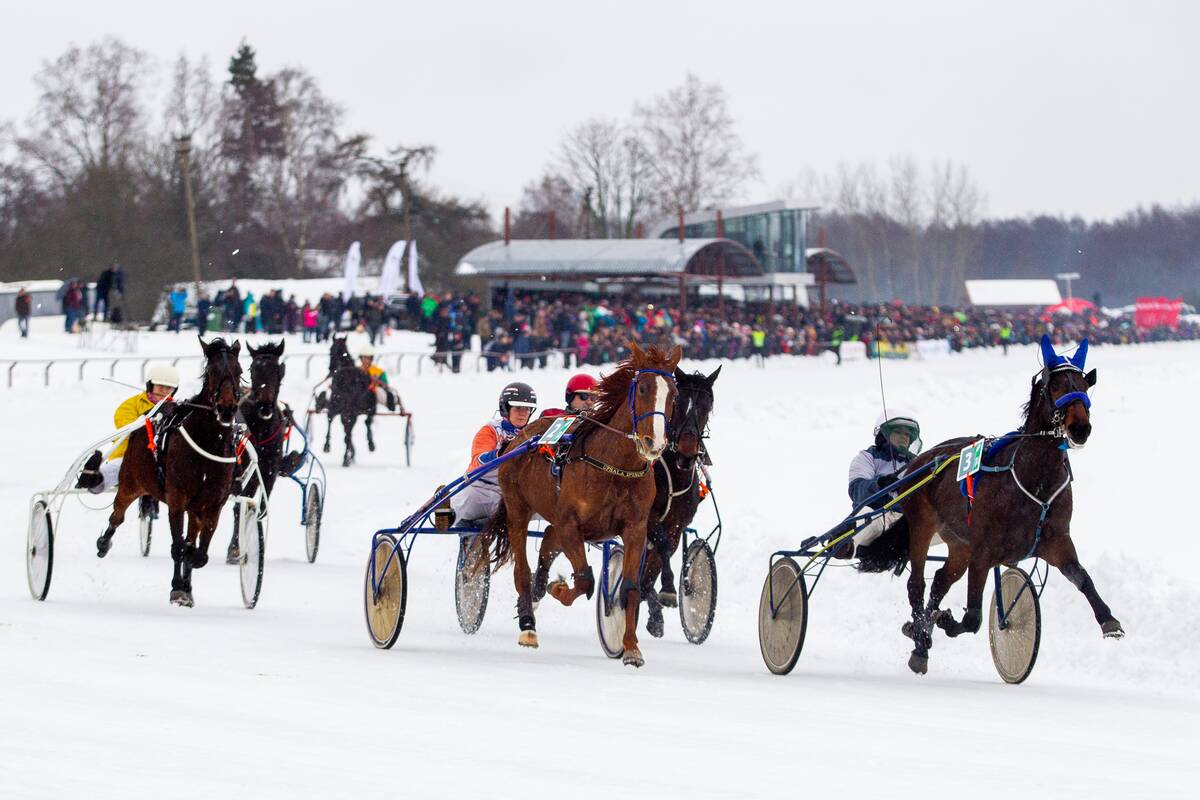 
<span>Dusetose po dvejų metų pertraukos – istorinės žirgų lenktynės</span>
