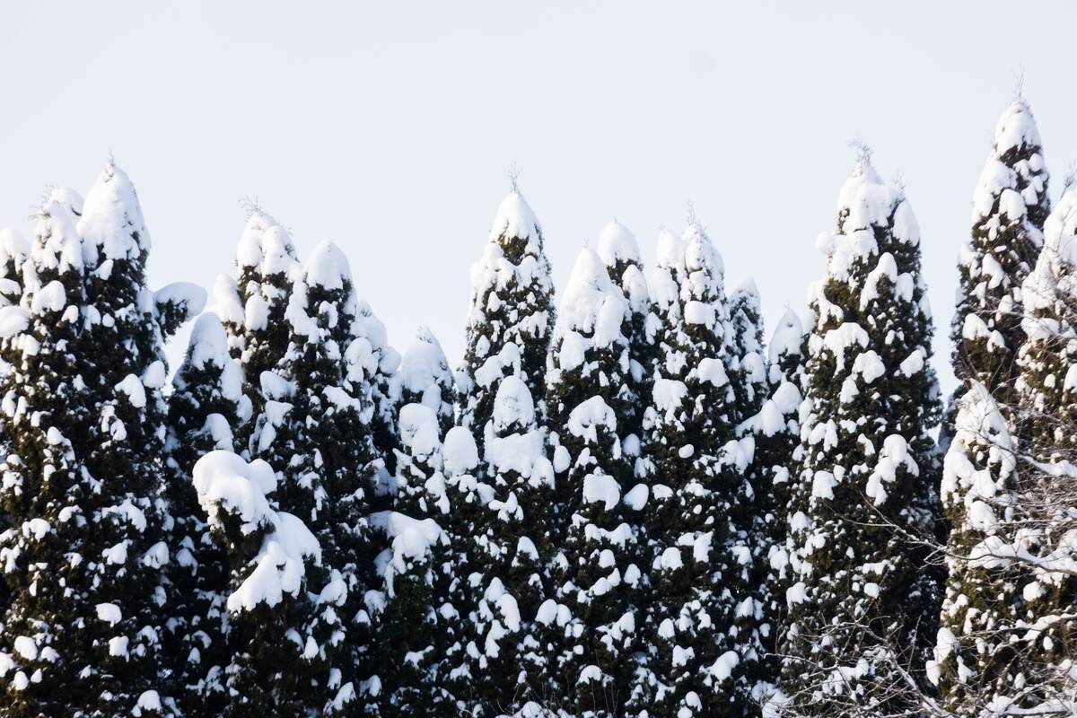Saulėtas žiemos sekmadienis Vilniuje