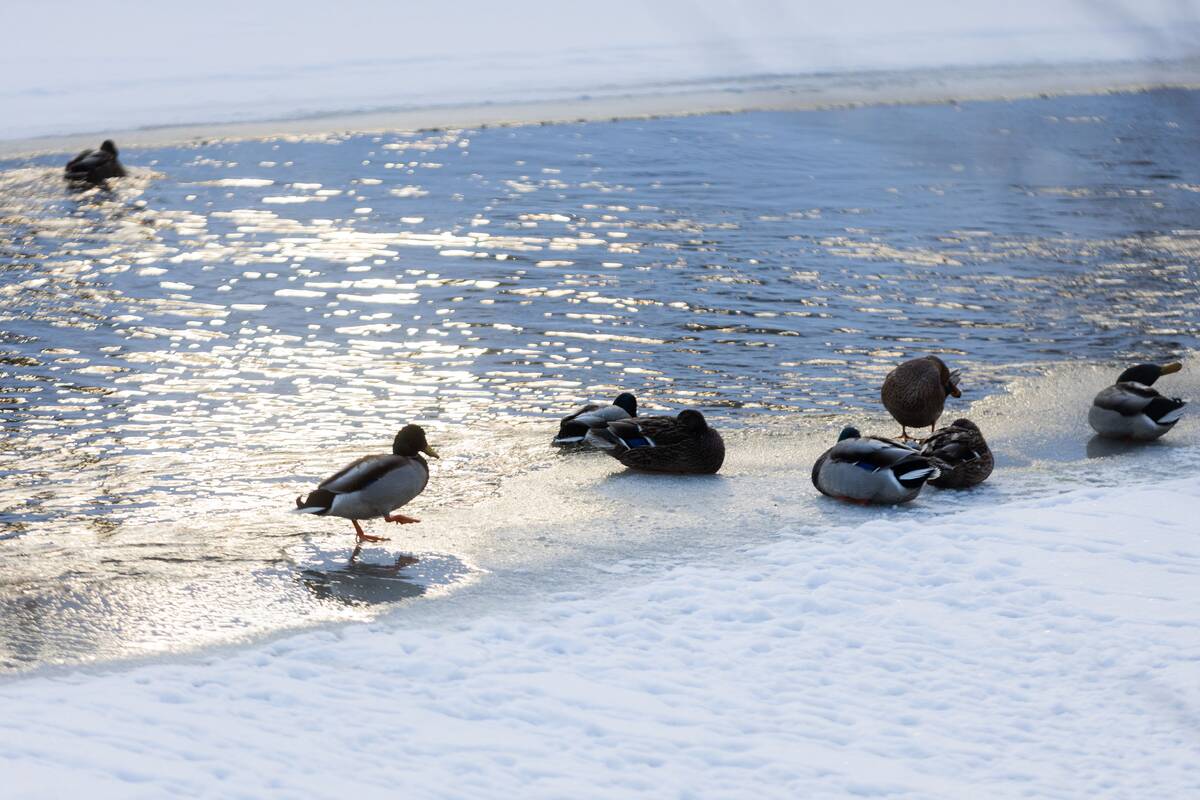 Saulėtas žiemos sekmadienis Vilniuje