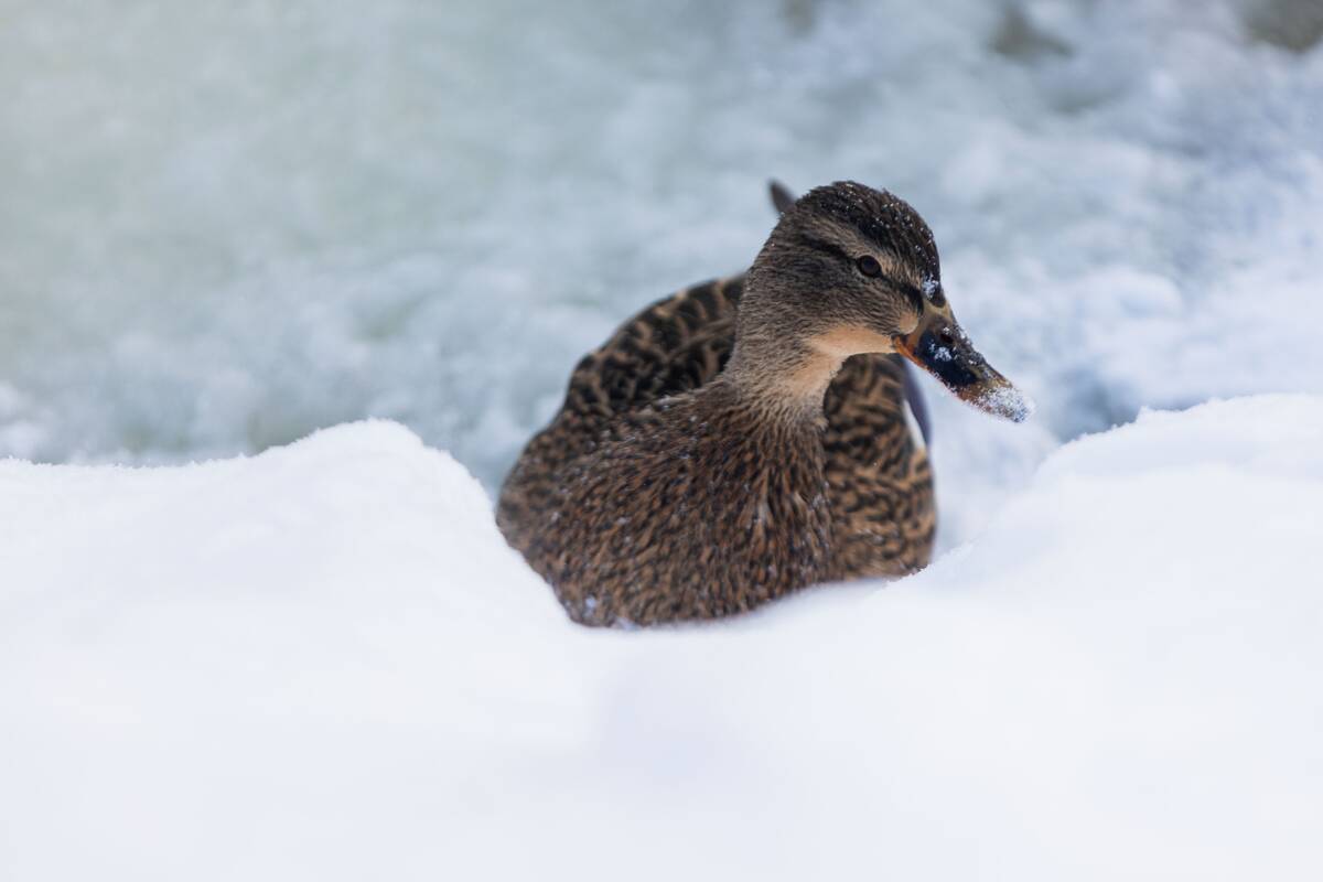 Saulėtas žiemos sekmadienis Vilniuje