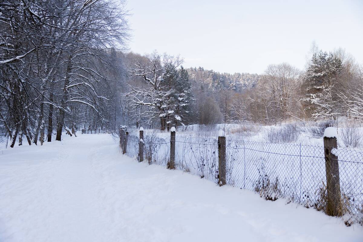 Saulėtas žiemos sekmadienis Vilniuje