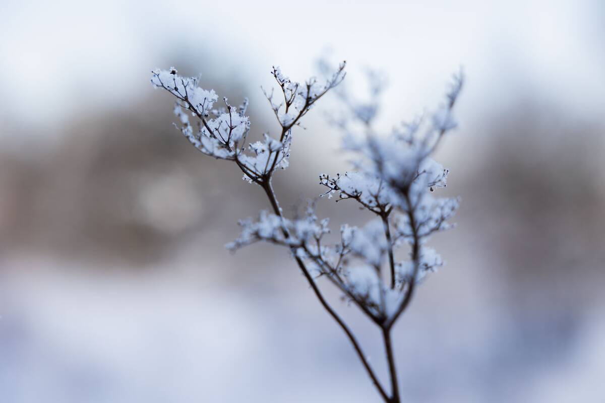 Saulėtas žiemos sekmadienis Vilniuje