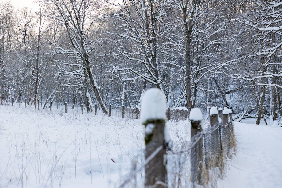 Saulėtas žiemos sekmadienis Vilniuje