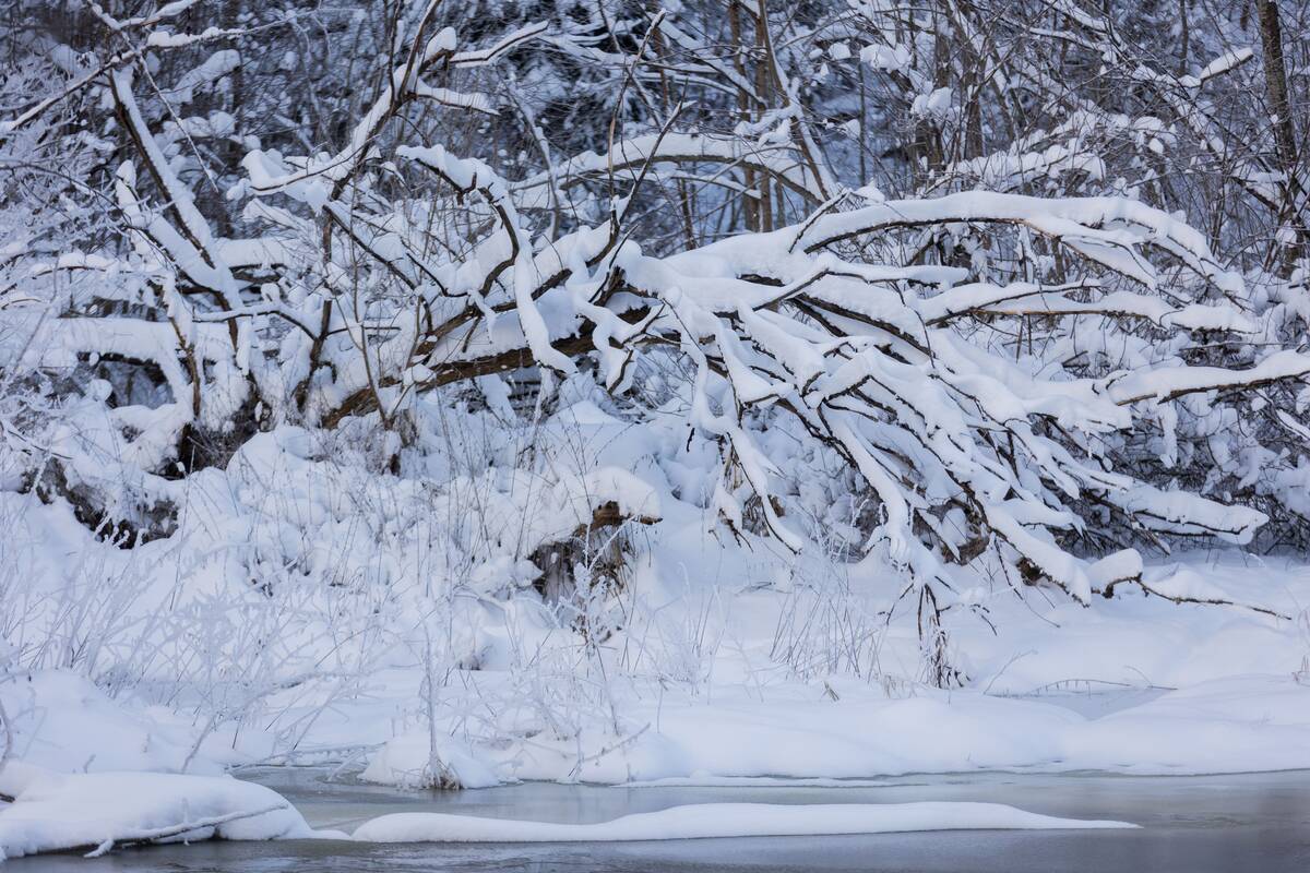 Saulėtas žiemos sekmadienis Vilniuje