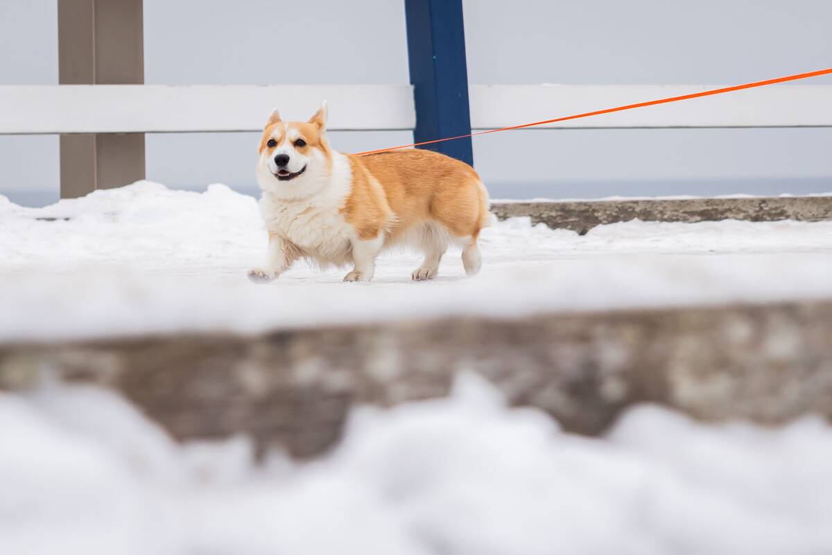 Šalčio paliesta Palanga