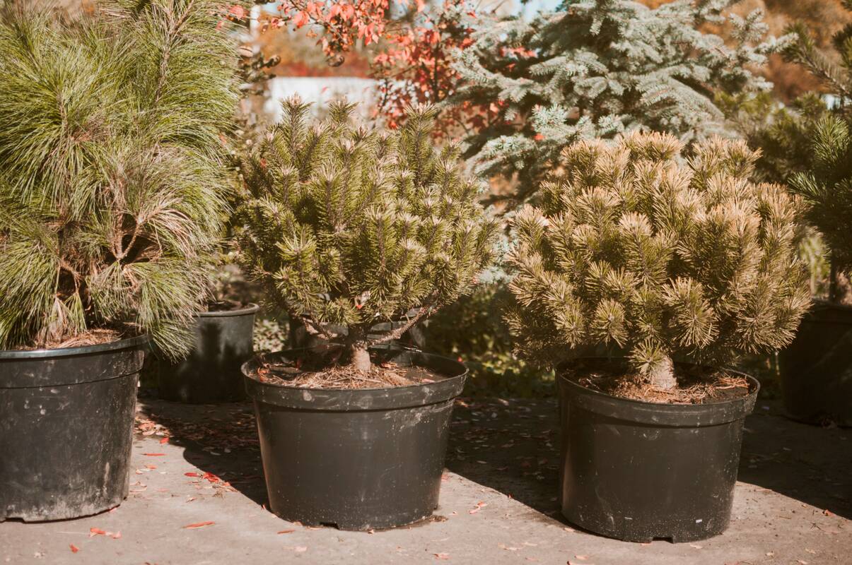 Vieta: po švenčių išsaugotas eglutes galima sodinti ne bet kur, o tik savo nuosavoje valdoje. Kitu atveju reikalingas savivaldybės arba privačios valdos savininko leidimas.