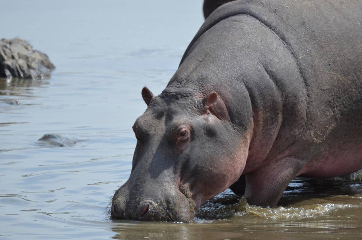 Begemotai Kenijoje pražudė keturis žvejus