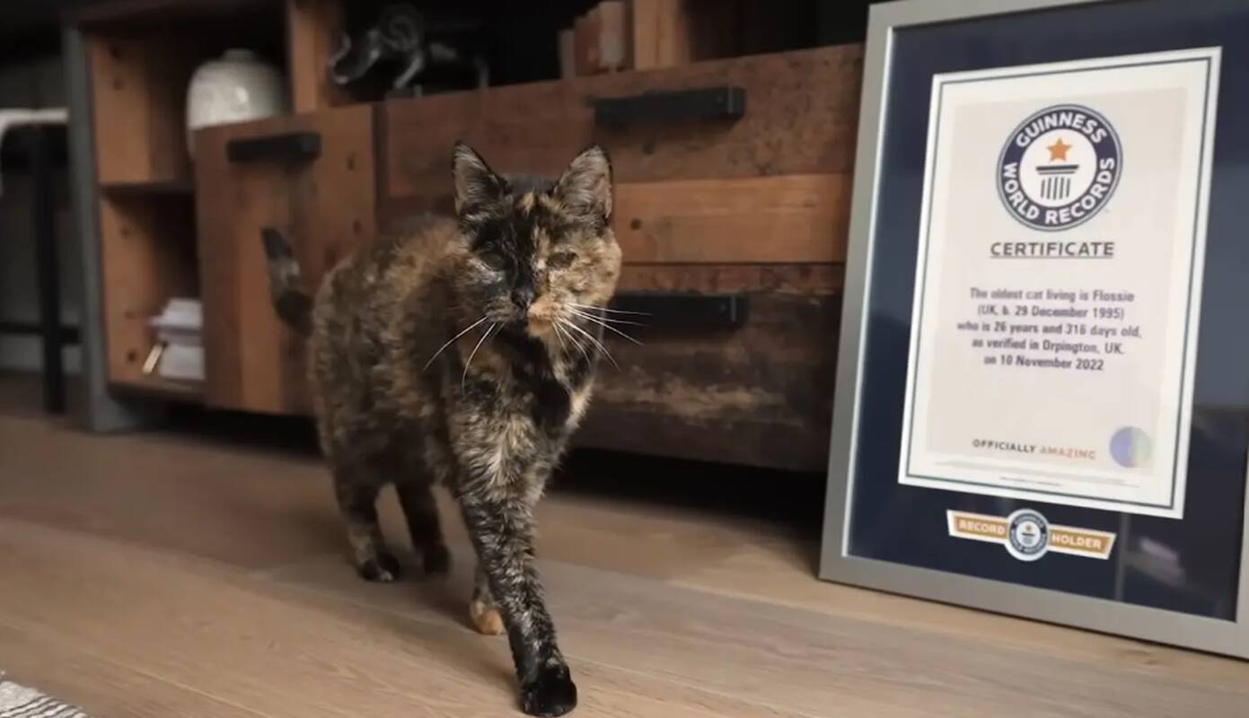 Titulas: praėjusių metų pabaigoje seniausia katytė pasaulyje sulaukė garbaus 30 metų jubiliejaus. 