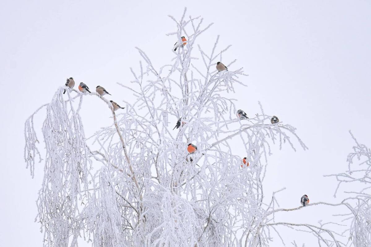 Sinoptikai: susilaikykite nuo nebūtinų kelionių