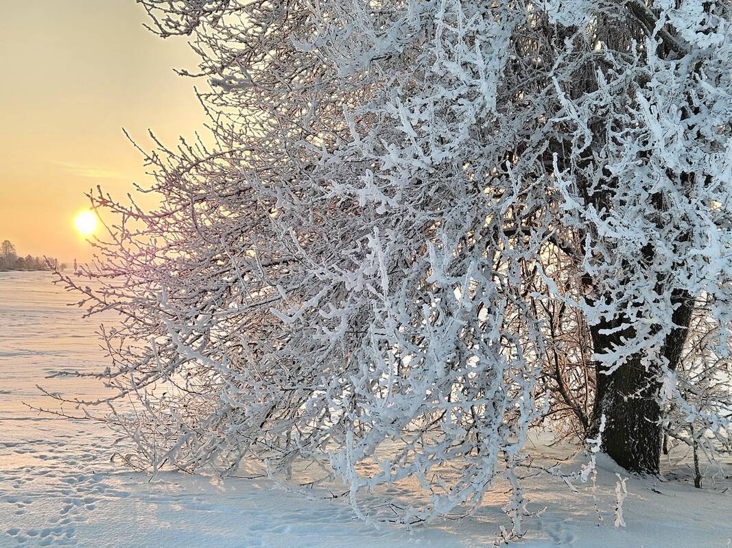 Sinoptikai: Lietuva sulauks dar daugiau sniego