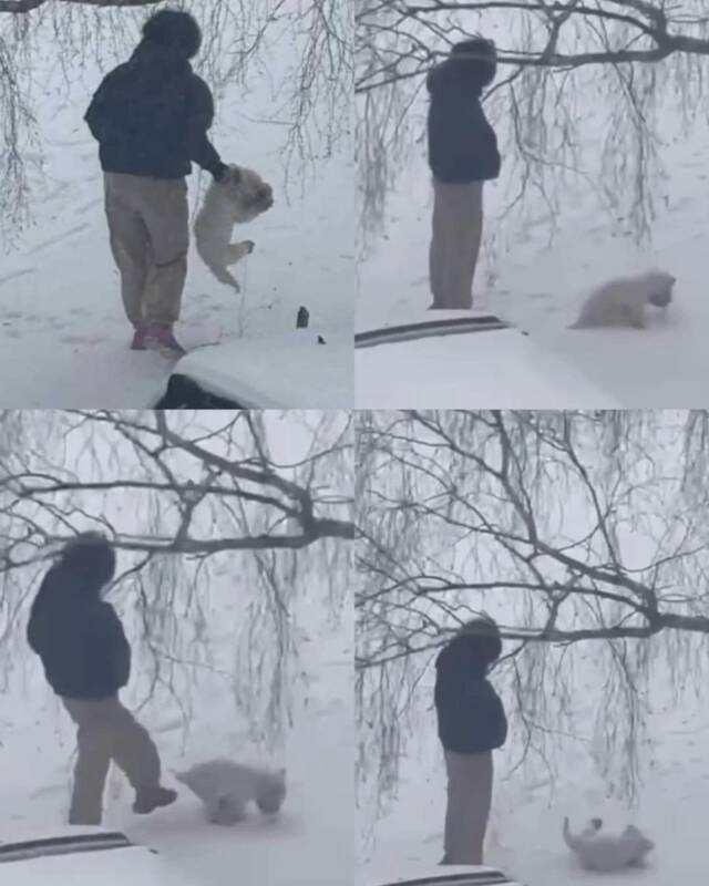 Dėl Kaune skriausto šuniuko – žinia iš policijos