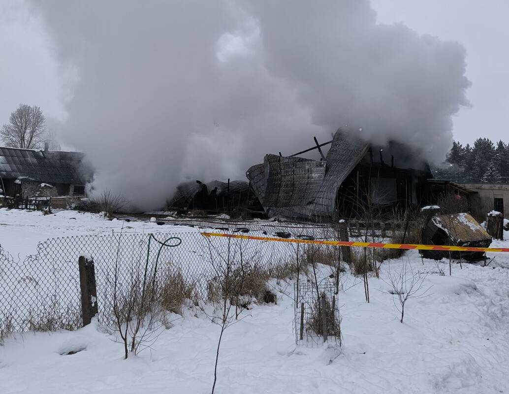 Tragiškas gaisras gyvūnų prieglaudoje: paaiškėjo, kiek kačių ir šunų žuvo