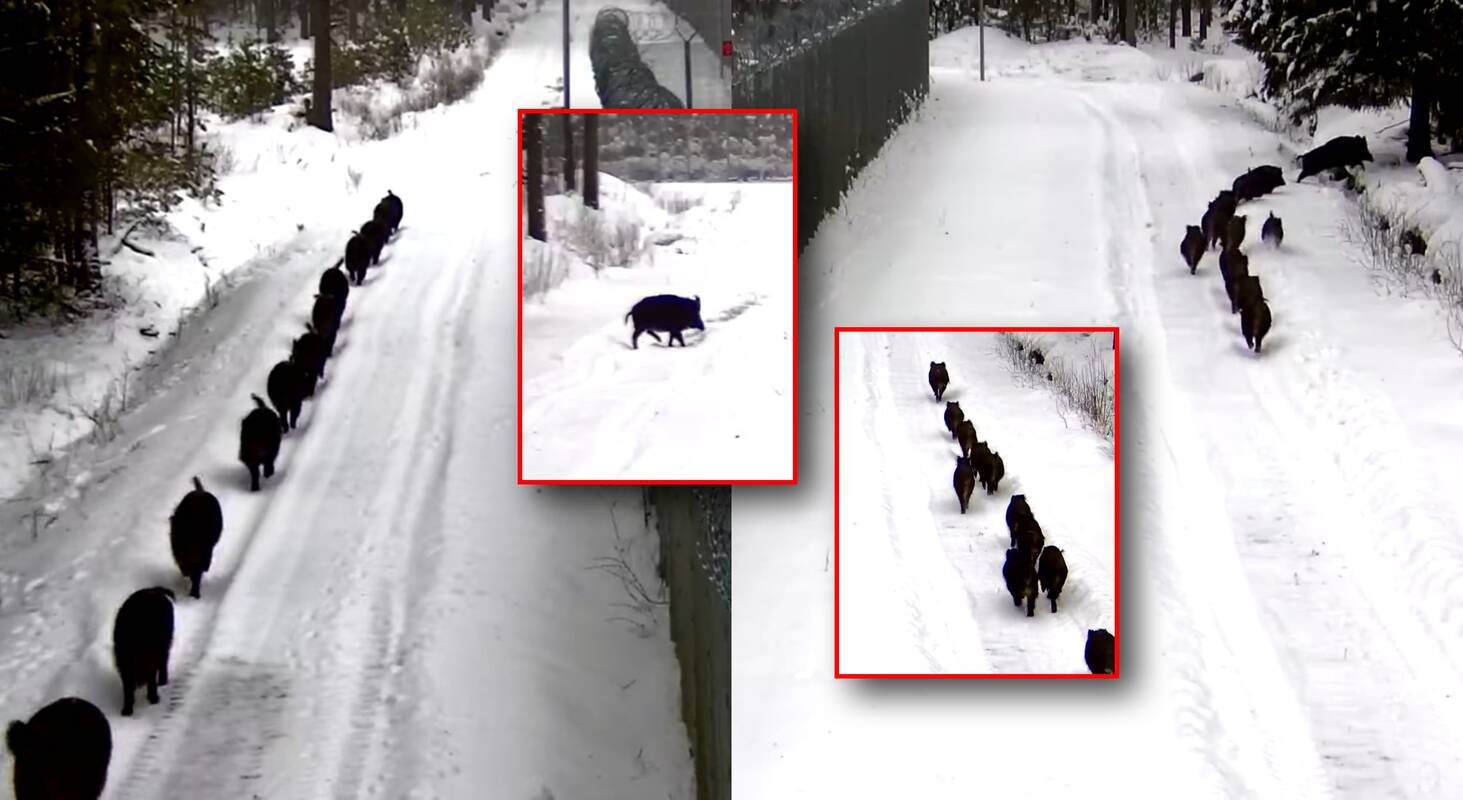Kabelių užkardos pasieniečiai Varėnos rajone užfiksavo 12-os šernų šeimyną.
