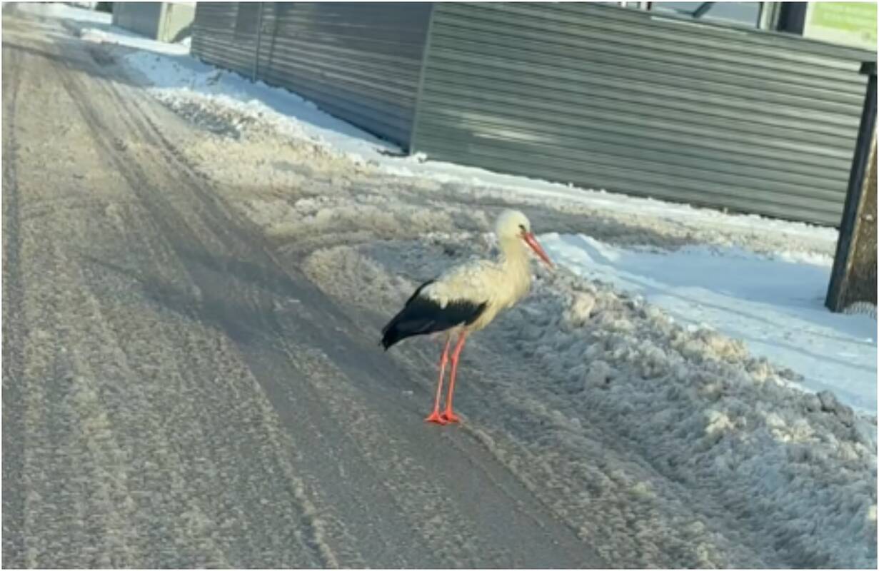 Šilutės rajone – neregėtas vaizdas: po pusnis braidžioja gandras