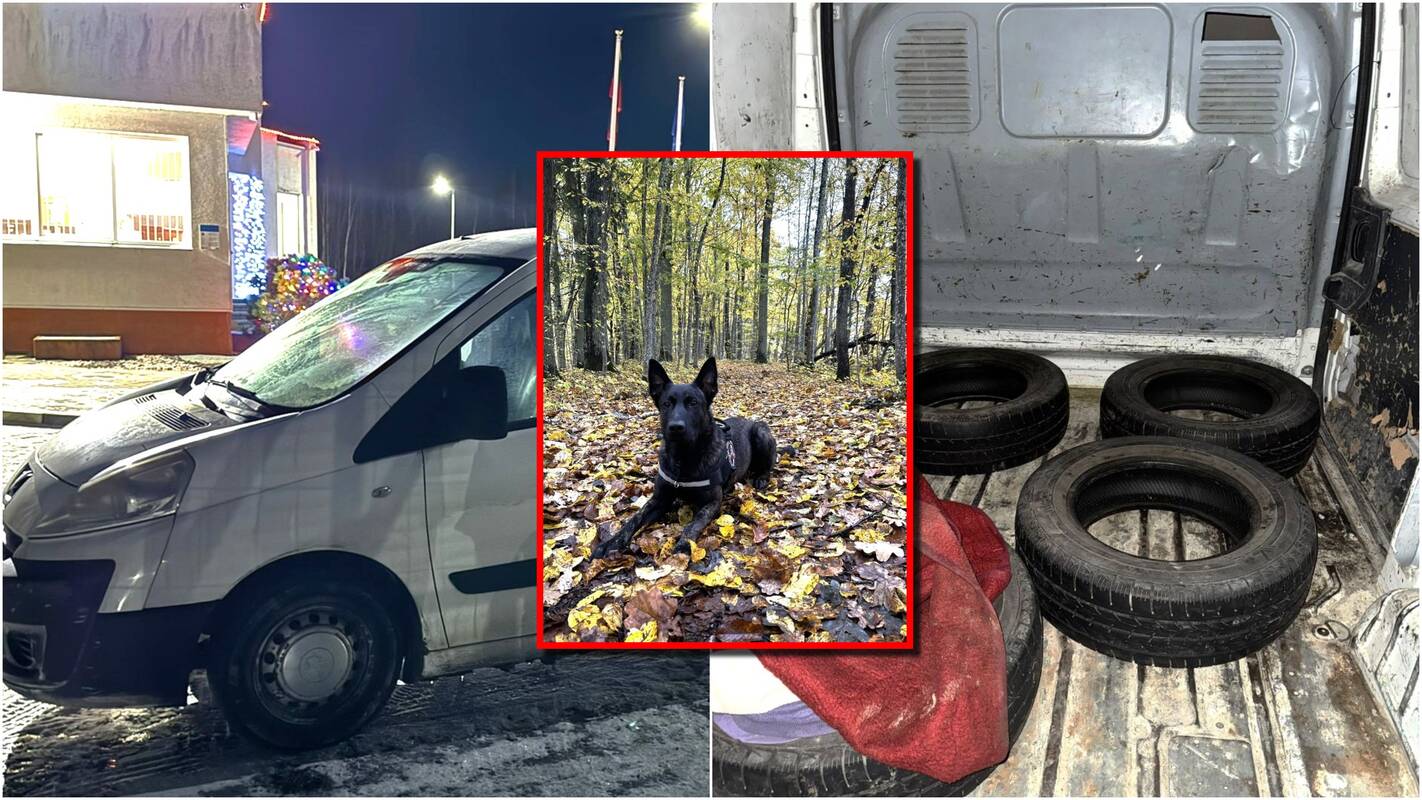 Neteisėtiems migrantams miške pasislėpti nepavyko – juos surado pasieniečių šuo Evansas