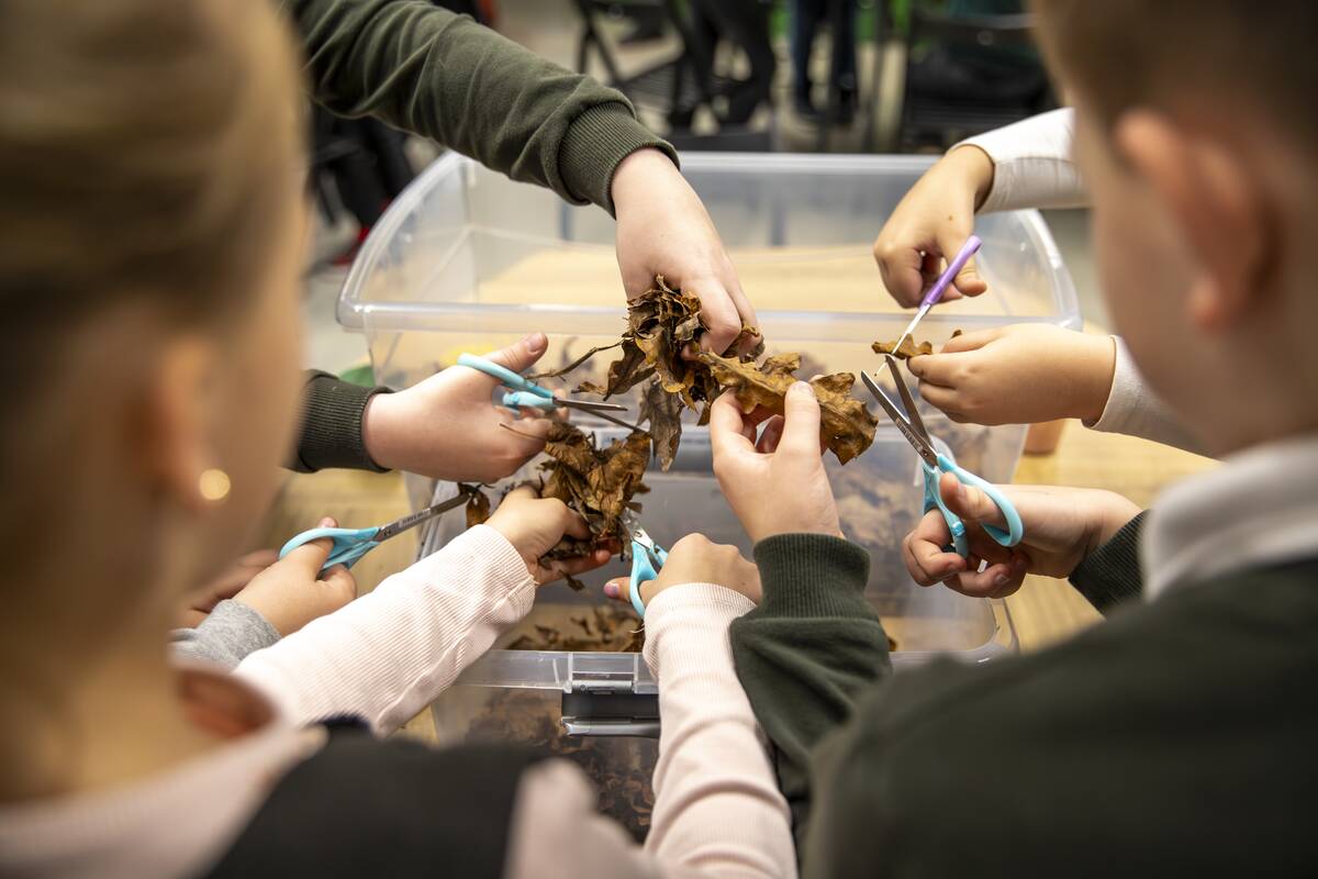 Auksavabalio edukacija