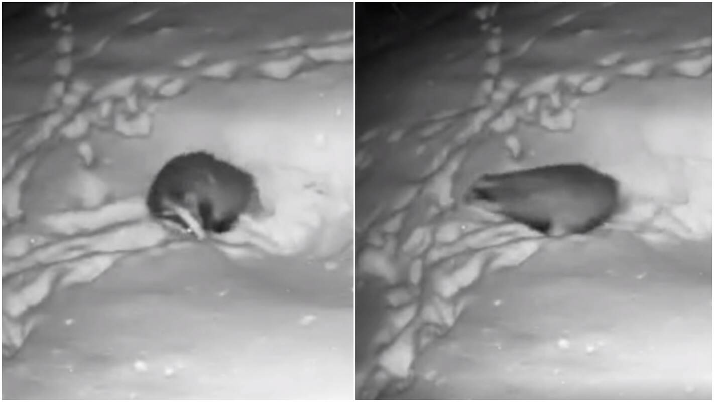 Barsukas iš urvo išlindo anksčiau: ar jau kvepia pavasariu?