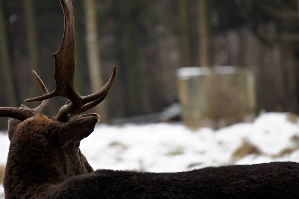 Aktualu medžiotojams: įsigaliojo svarbūs pakeitimai