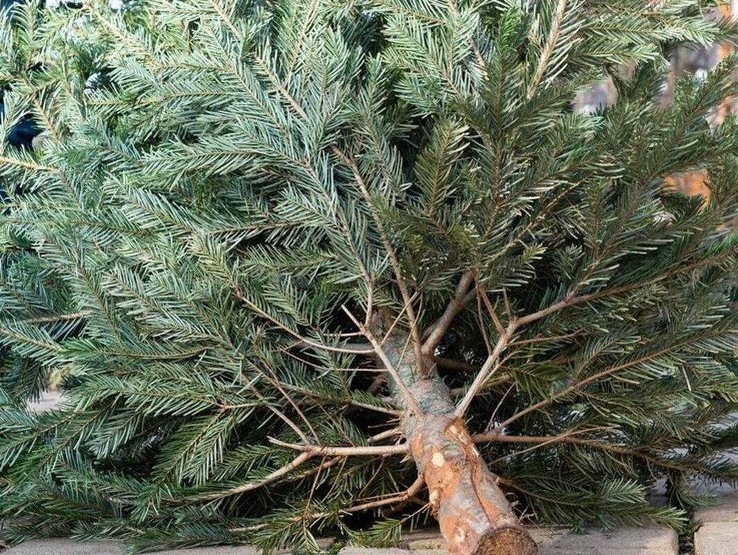 Atitarnavusioms palangiškių Kalėdų eglėms – specialios surinkimo vietos